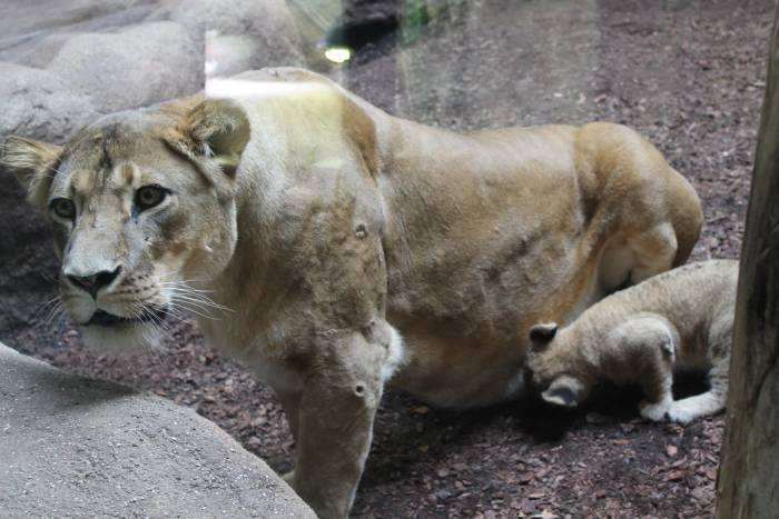 Photo: Zagreb Zoo